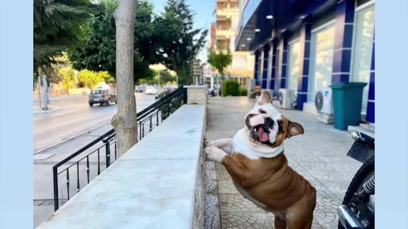 Gazi Veteriner Polikliniği foto 2