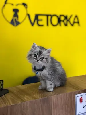 Vetorka Veteriner Kliniği