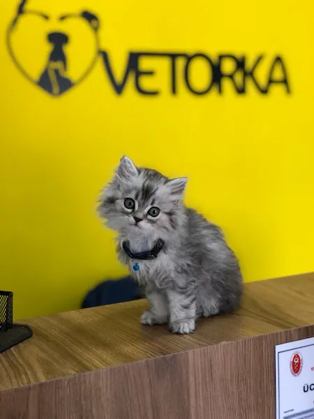 Vetorka Veteriner Kliniği foto 1