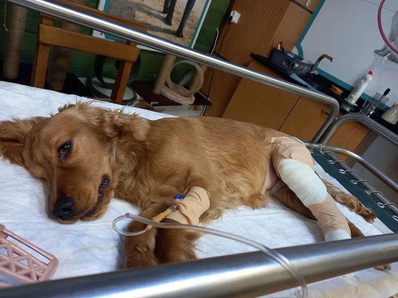 Pet City Veteriner Kliniği foto 2