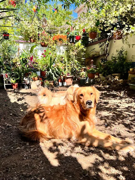 Dodo Veteriner Polikliniği foto 2
