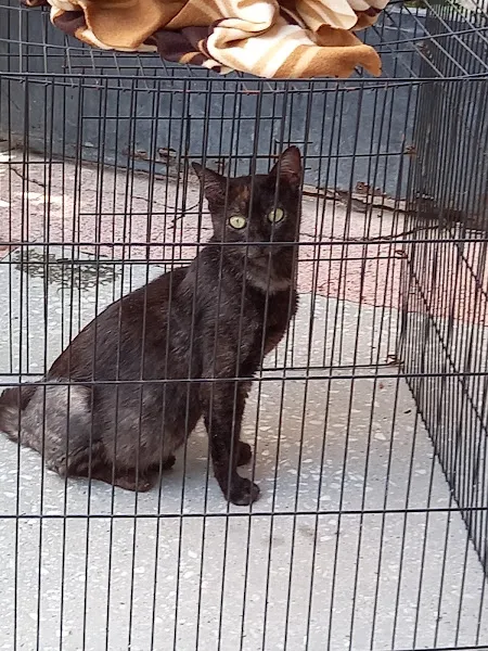 AYDIN VETERİNER KLİNİĞİ foto 2