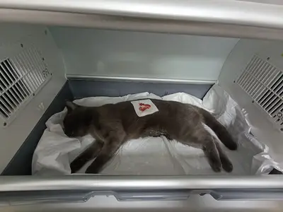 Yücedağ Veteriner Kliniği