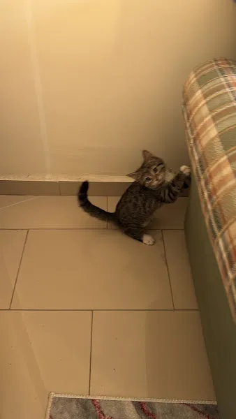 Isparta Pet Akrones Veteriner Kliniği foto 2