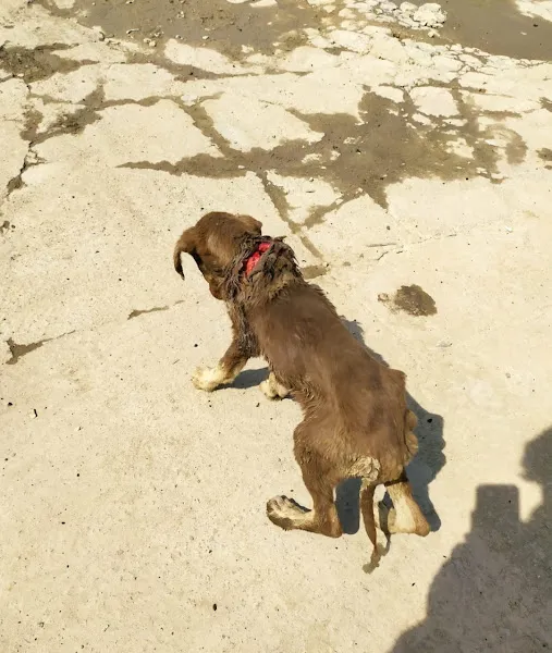 Vet- İzmir Veteriner Kliniği foto 2