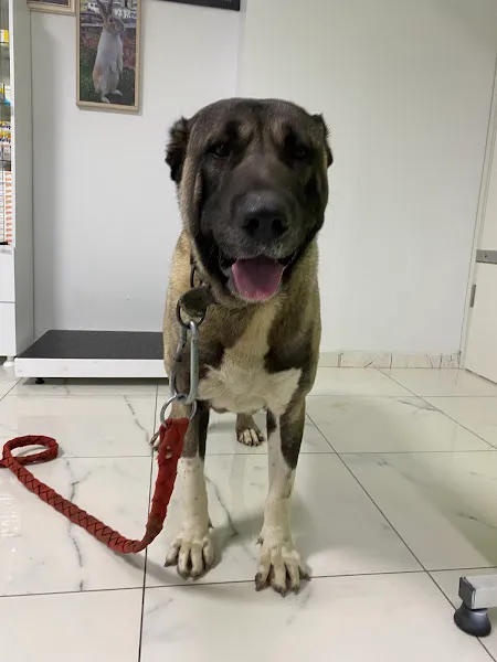 Yeşil Pati Veteriner Kliniği foto 2