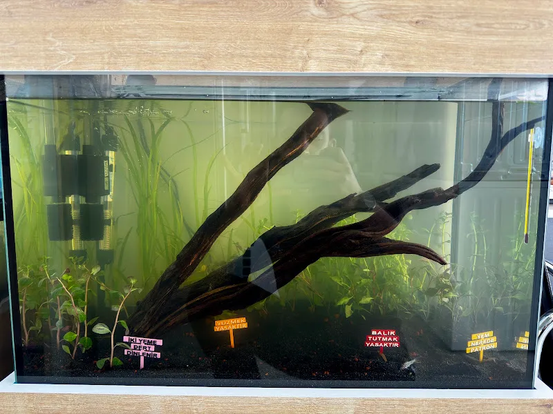 Gürel Petshop Akvaryum foto 2