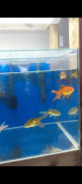 Kent Petshop foto 2