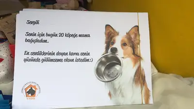 Yedikule Hayvan Barınağı ( Fatih Belediyesi sahipsiz sokak hayvanları bakım evi/tedavi merkezi fotoğrafı