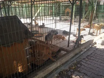 Adana Büyükşehir Belediyesi Hayvan Barınağı fotoğrafı