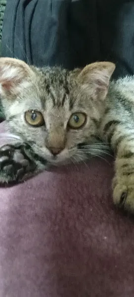 Adana Büyükşehir Belediyesi Hayvan Barınağı foto 2