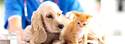 Zeytinburnu Melodi Pet ve Kuş Veteriner Kliniği