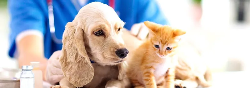 Zeytinburnu Melodi Pet ve Kuş Veteriner Kliniği foto 1