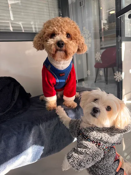Vet Center Veteriner Kliniği Tıp Merkezi foto 2