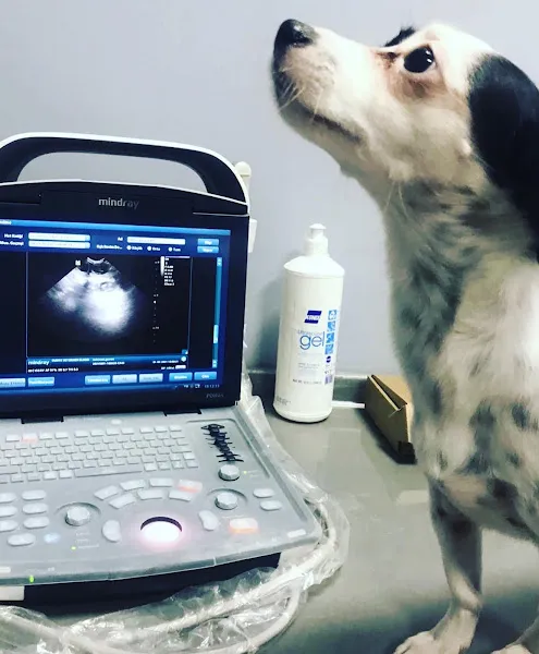 Dünya Veteriner Kliniği Çorlu foto 2