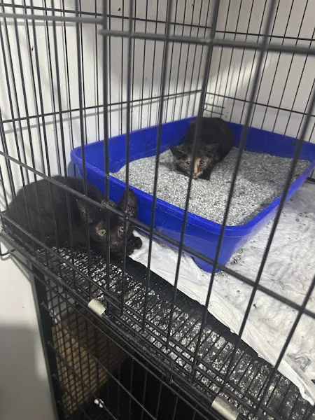 Vitae Veteriner Kliniği / Kleintierpraxis / Pet Clinic foto 2