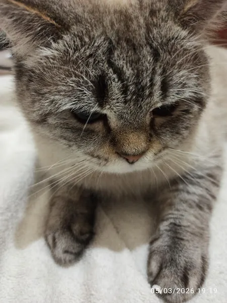 Cizre MyPetLife Veteriner Kliniği foto 2