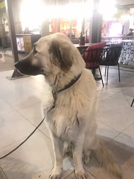 Hakan Dadak Veteriner Kliniği foto 2
