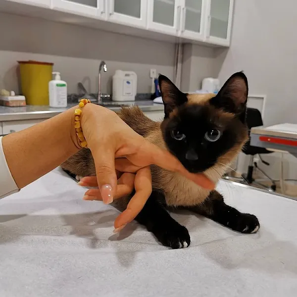 PATİPATY PET VETERİNER KLİNİĞİ foto 2