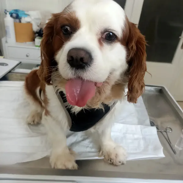 NİO-Vet Veteriner kliniği foto 2