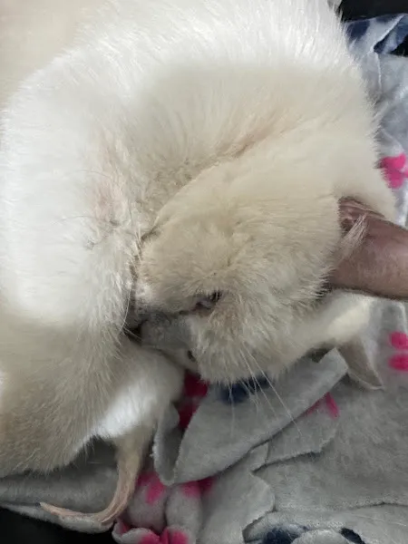 Şehr-i Pati Veteriner Kliniği foto 2