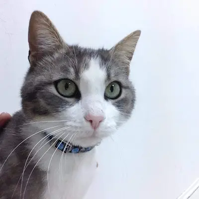 İnovet Veteriner Kliniği