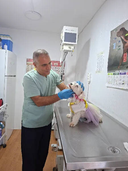 SİLİVRİ ANKA VETERİNER foto 2