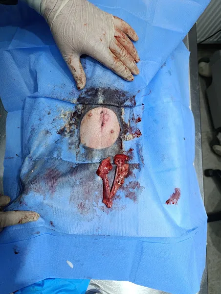 Ömer Çevik Veteriner Kliniği foto 2