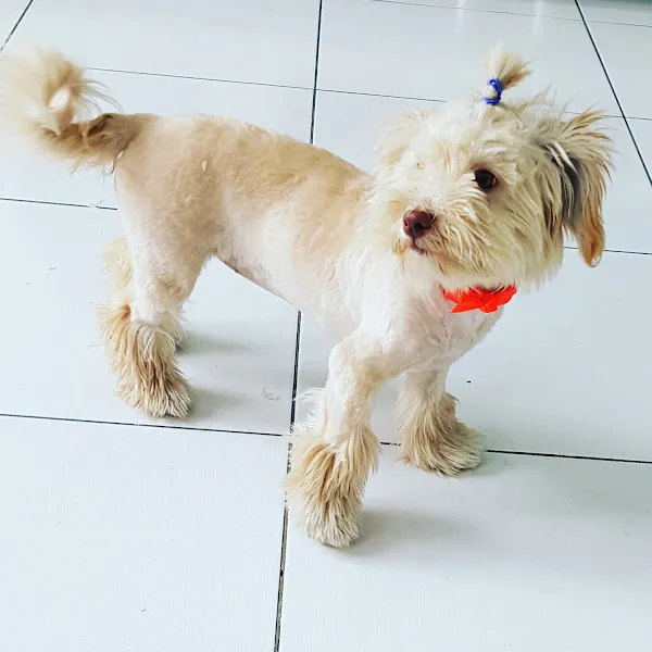 Şifa Veteriner Kliniği foto 2