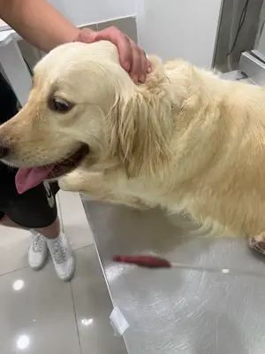 Dr. Atom Veteriner Kliniği fotoğrafı