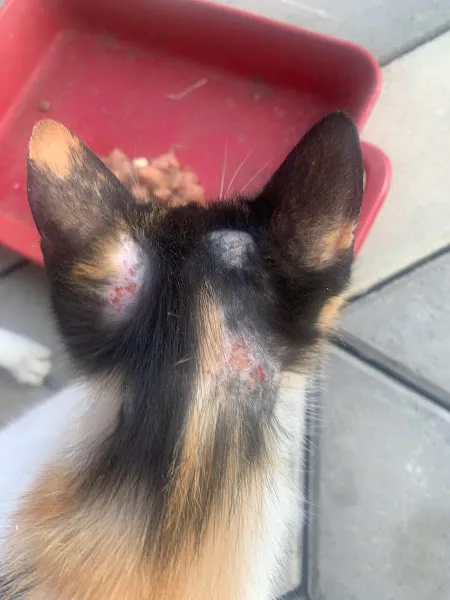 Vetfine Veteriner Kliniği foto 2