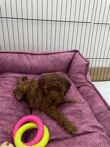Ela Petshop foto 2