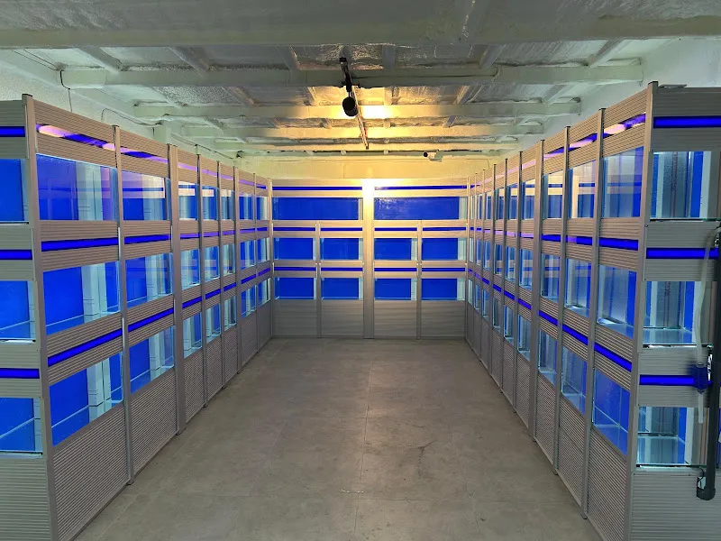 Hanımeli PetStore - Kuş, Kedi, Köpek, Kemirgen Aksesuarları ve Balık Galerisi (Ataşehir muhabbet kuşu, sultan papağanı) foto 2