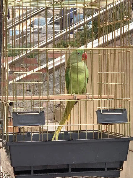 Adan Zye Petshop foto 2