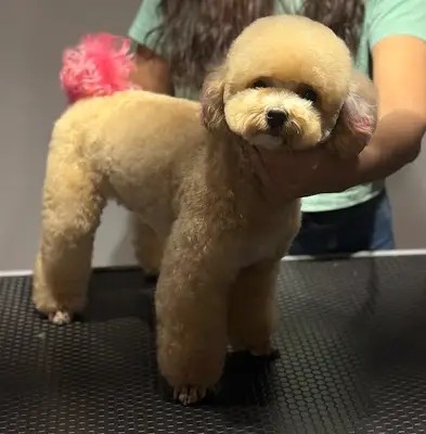 Shine Paws Pet Kuaför fotoğrafı