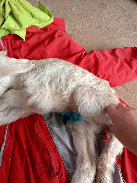 Afşin Umay veteriner kliniği foto 2