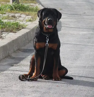 DOSTUM Petotel