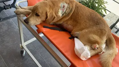 Gelibolu Veteriner Kliniği