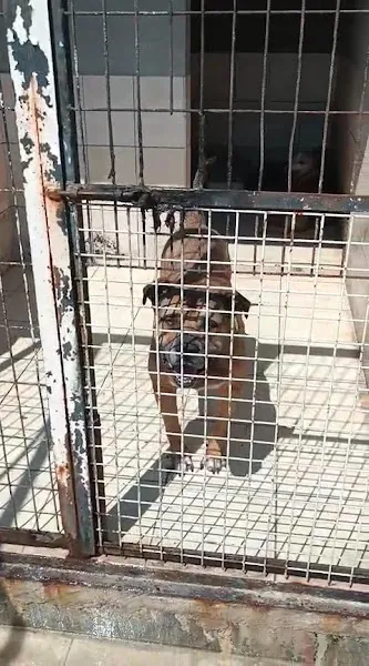 Zeytinburnu Belediyesi Hayvan Barınağı foto 2
