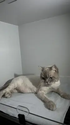 PET KLİNİK Yavuzoğlu Veteriner Kliniği