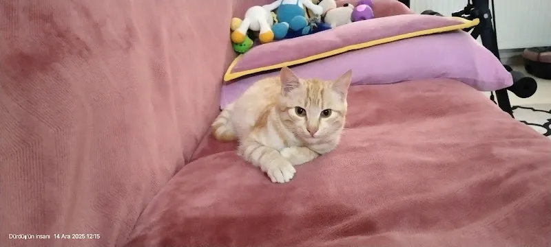 VetDoc Veteriner Kliniği foto 1
