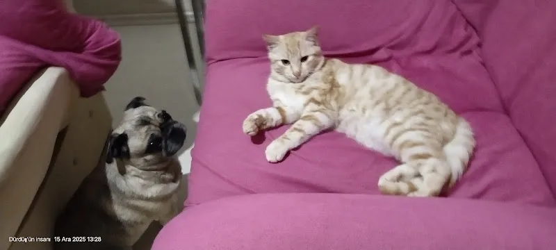 VetDoc Veteriner Kliniği foto 2
