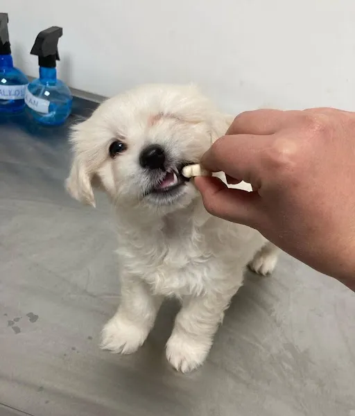 Alpha Veteriner Kliniği foto 2
