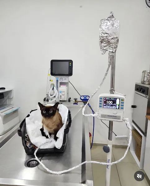 Türkoğlu Veteriner Kliniği foto 1