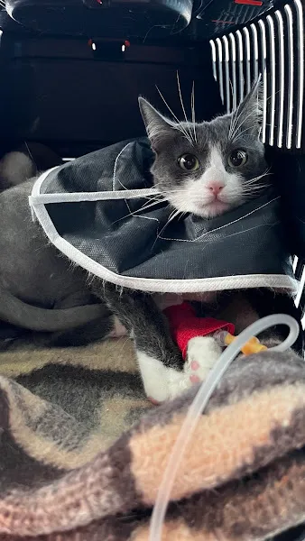 Türkoğlu Veteriner Kliniği foto 2