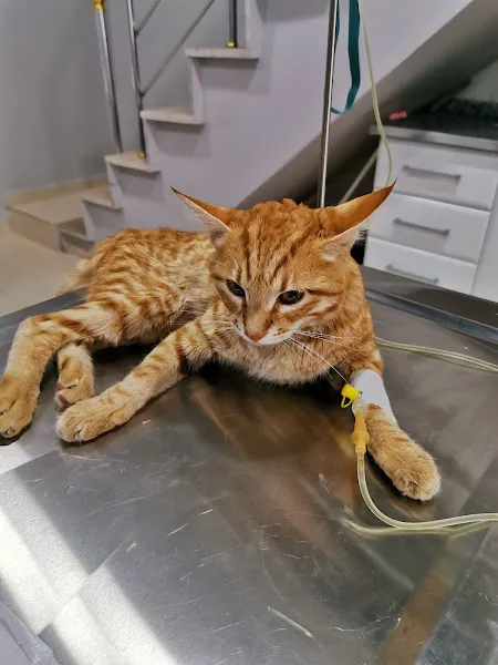 Alpdoğan Veteriner Kliniği foto 2