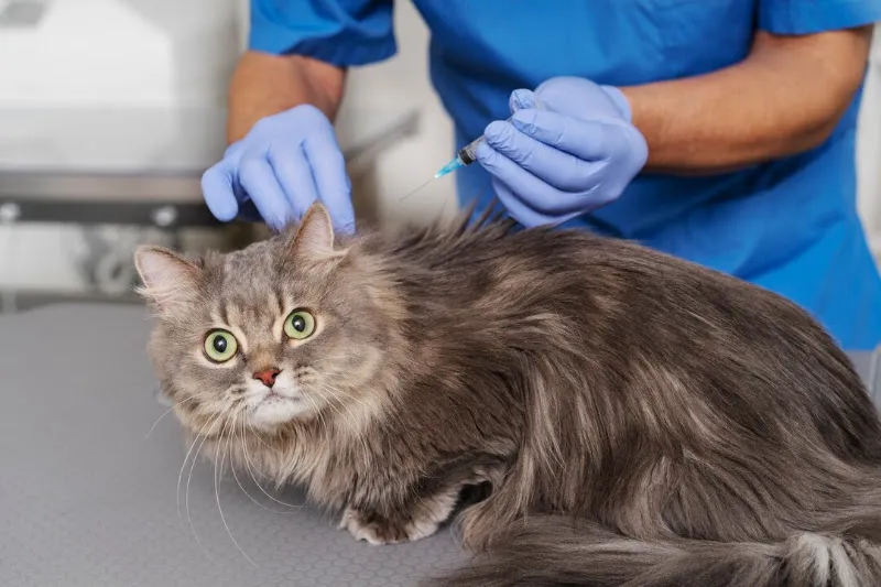 Petlife Aras Veteriner Kliniği - Ağrı foto 1
