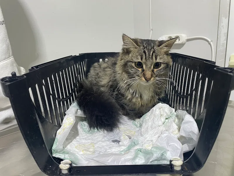 Petlantis Veteriner Kliniği foto 1