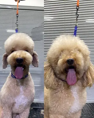 Pet kuaför AVM fotoğrafı