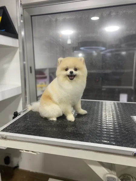 Pet kuaför AVM foto 2